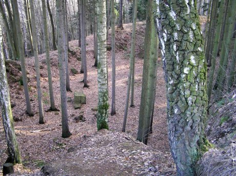 Zbytky hradiště mezi stromy