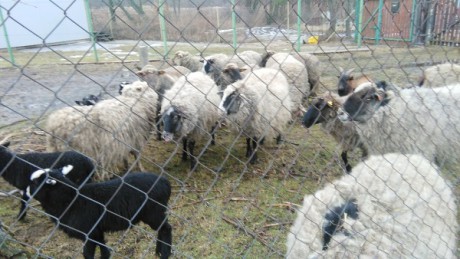 Cestou jsme míjeli stádo ovcí