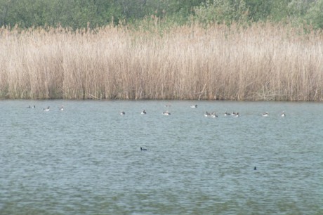 Kolem soustavy bohdanečských rybníků vedou přírodní pěšinky, ale i naučná stezka
