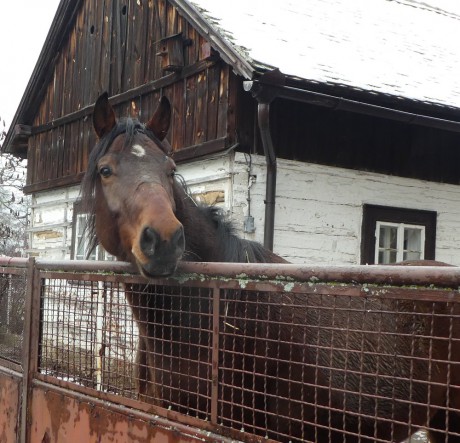  Zvědavý kůň v Kunčicích