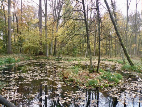 Lesní rybník za Lázněmi Bělohrad