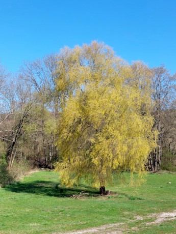 06 Pohled na jarní přírodu u Komárovského rybníku