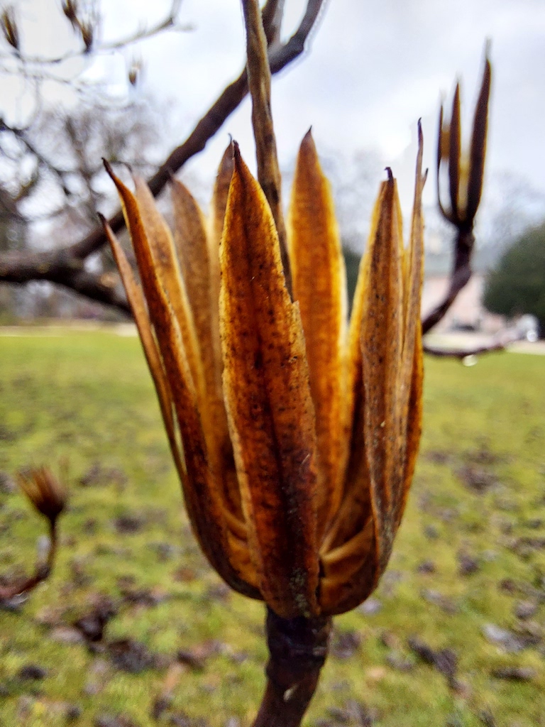 04 Suchý plod liliovníku tulipánokvětého