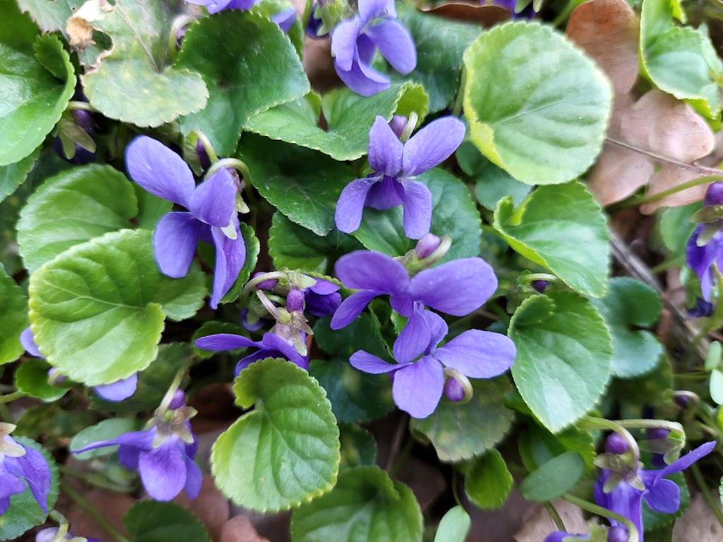 09a