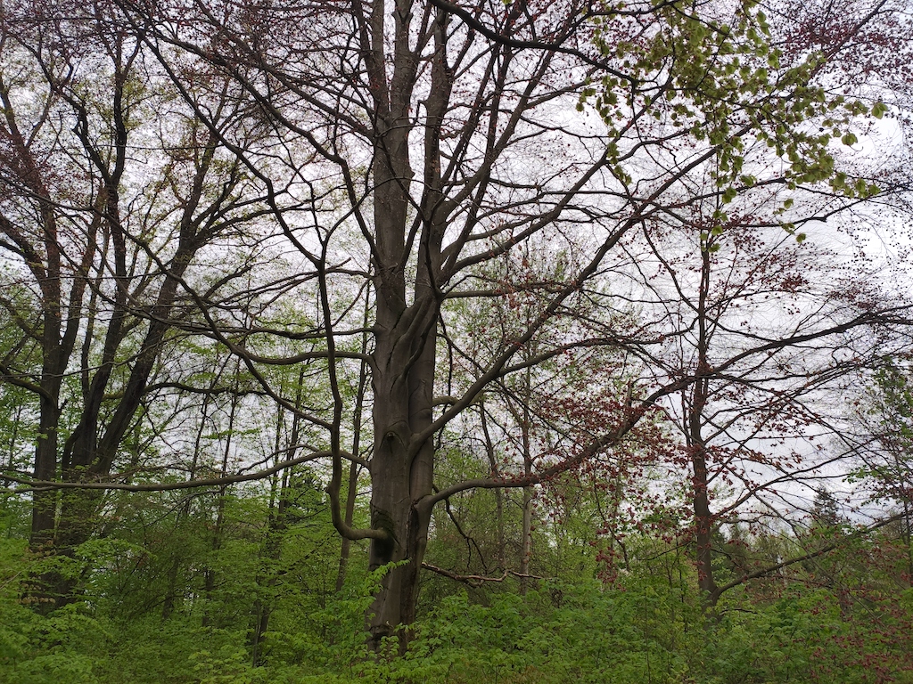 23 Arboretum Vysoké Chvojno