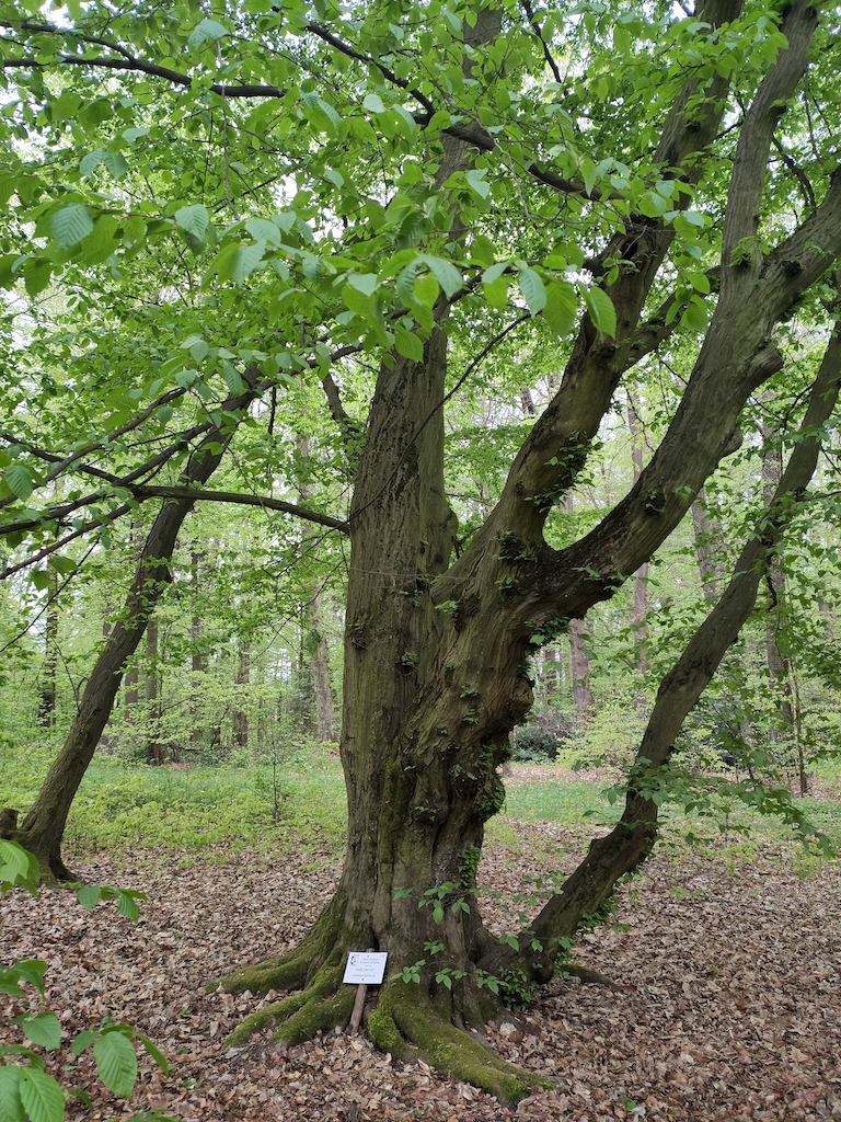 29 Arboretum Vysoké Chvojno