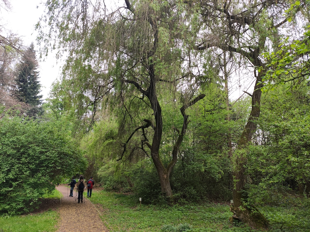 31 Arboretum Vysoké Chvojno