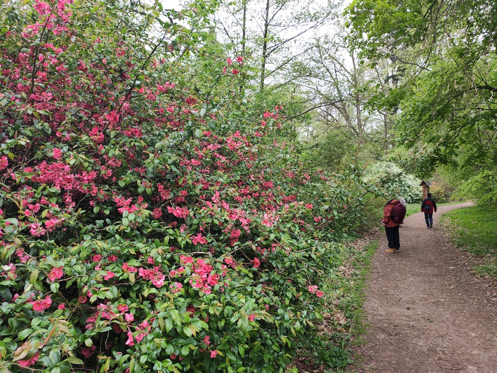 27 Arboretum Vysoké Chvojno