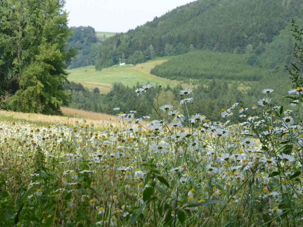  Krajina nad Velkým Dřevíčem 