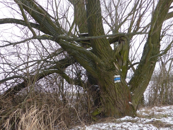 Turistická značka na úctyhodném stromu