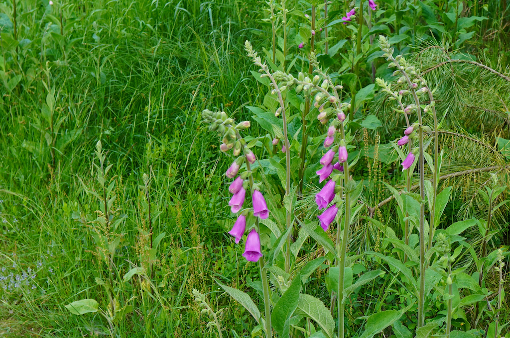 DSC00652c