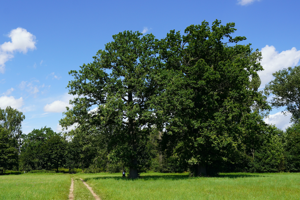 29 – Ptačí park Josefovské louky X.