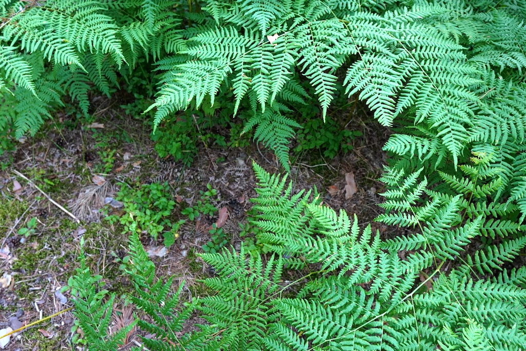 15 – Kapradí a pod ním už schovaný slepýš