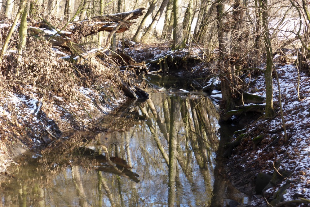 11 Meandry Struhy – přírodní památka I