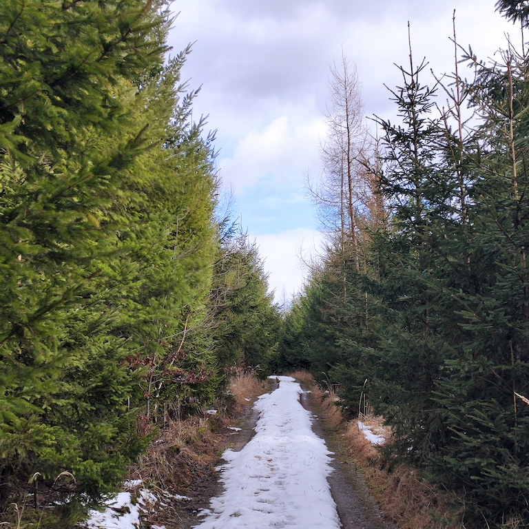 20 Lesem Křivina II