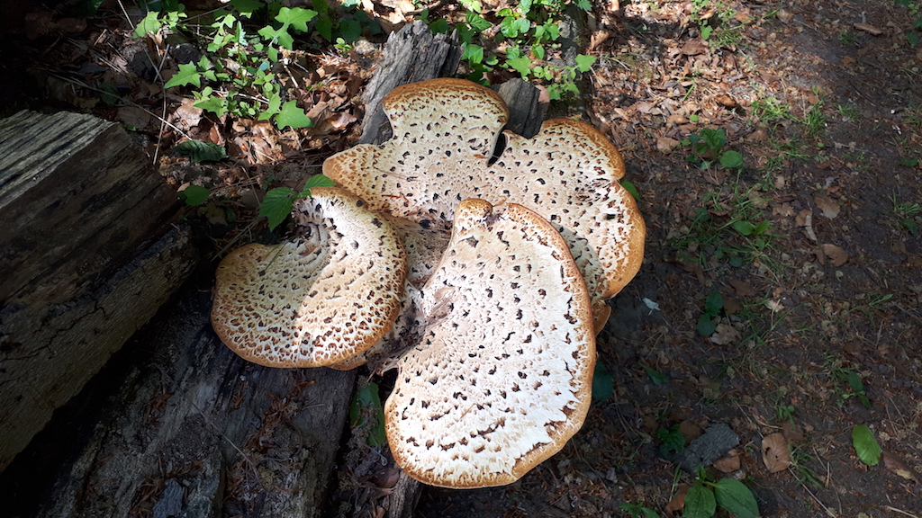 36 Choroš – Polyporus squamosus I