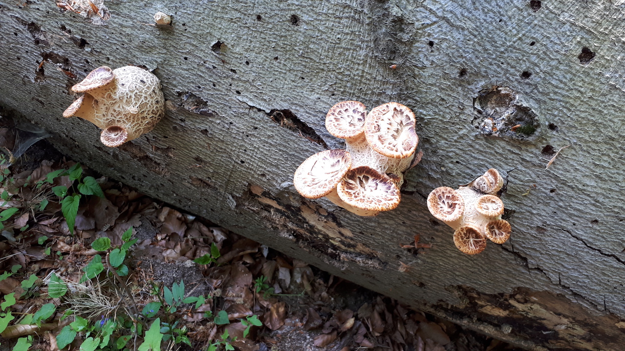 37 Choroš – Polyporus squamosus II