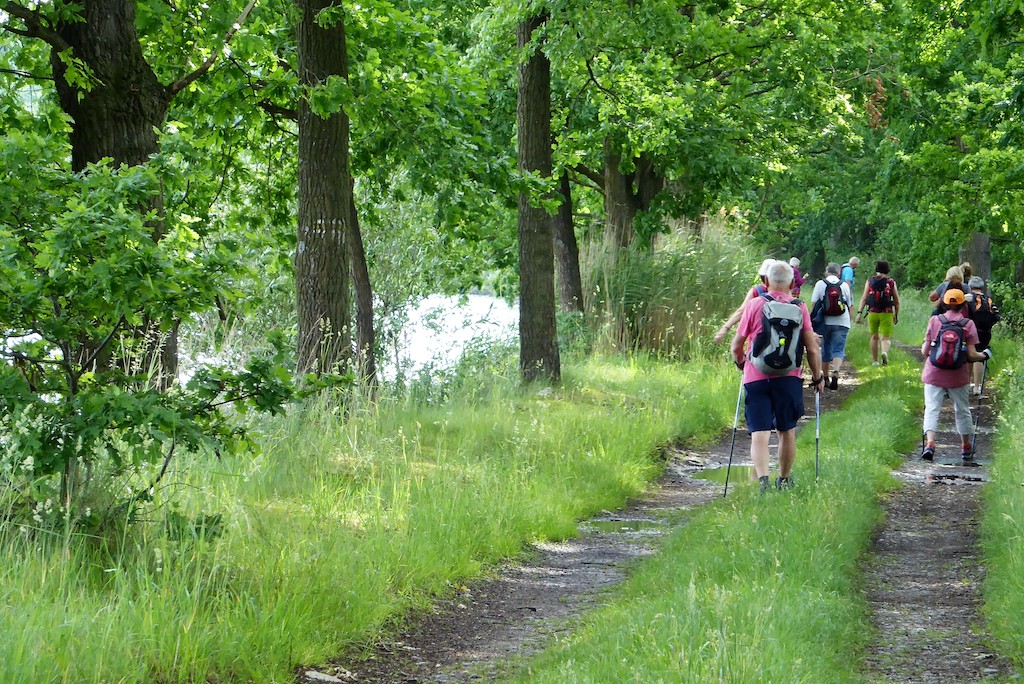 40 Cesta ve stínu dubů po břehu Tálinského rybníka