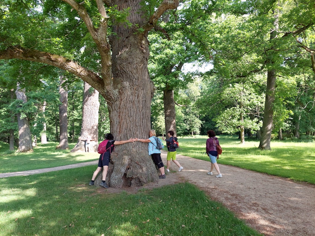 13 Nádherných letitých stromů je zámecký park plný