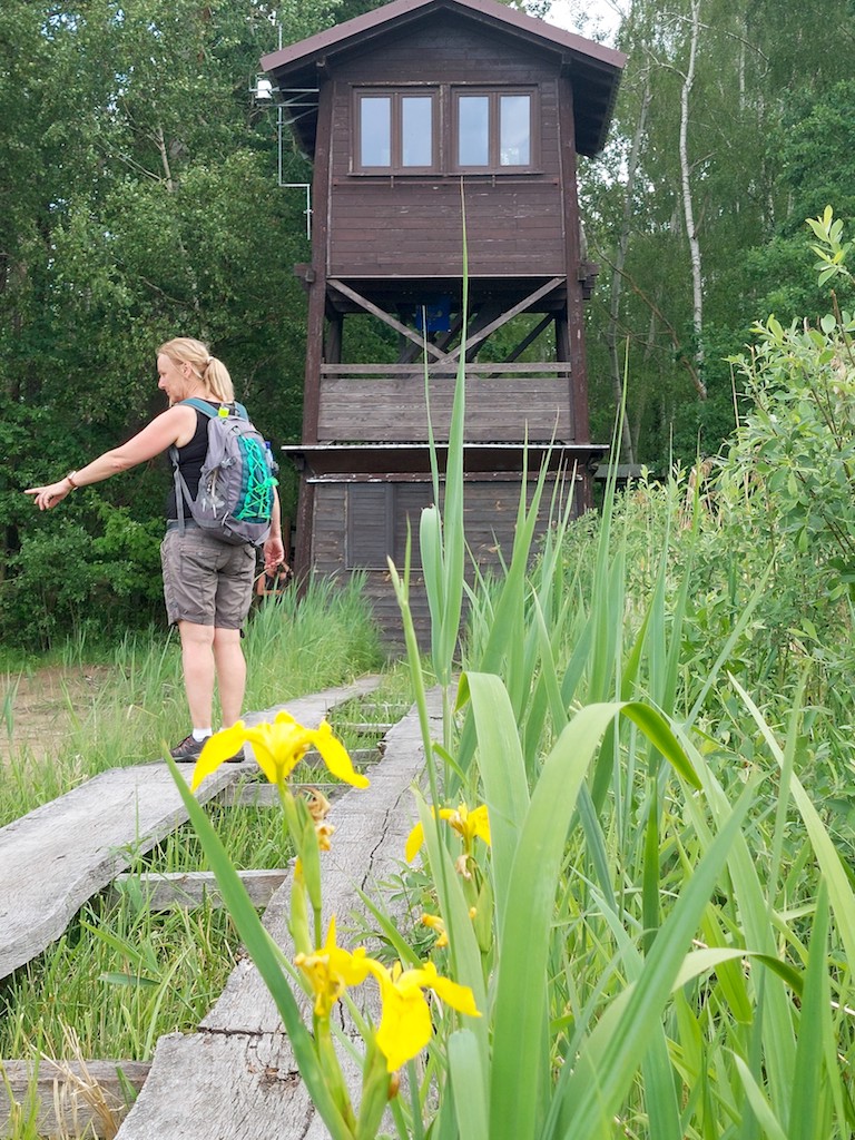 32 Rybník Řežabinec – u ptačí pozorovatelny